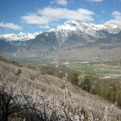 Aprikosenblüte zwischen Nendaz und Sion