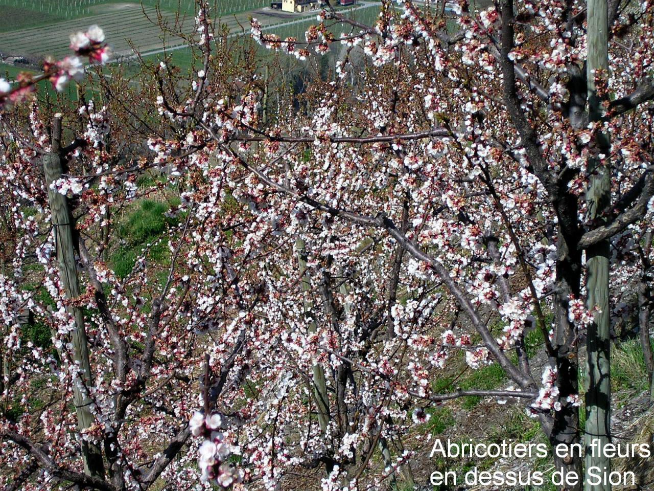 Abricotiers en fleurs...